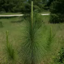 5 Pinus Palustris Longleaf Pine Tree Seeds For Planting - $13.95