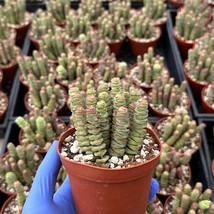 Crassula Baby Necklace Baby Necklace Succulent Gardening - €17,01 EUR