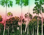 Palmetto Trees in Marion County Florida FL UNP 1910s Postcard Unused - $5.31