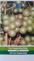 Frye Scuppernong Grape Vine 3gal Plants Vines Plant Grapes Vineyards Hom... - £60.63 GBP