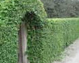 Privacy Hedge Mulberry Black Morus Nigra Privacy Fence With Yummy Berrie... - $163.09 MXN