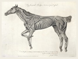13551.Wall Decor Poster.Room Interior home office design.Vintage horse drawing - £12.66 GBP+