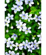 Blue Star Creeper Isotoma Fluviatilis 3 Seasons, 50 seeds D - $14.35