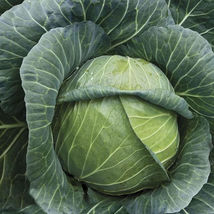 Ship From Us Organic Golden Acre Cabbage Seeds - 8 Oz Seeds - NON-GMO, TM11 - £62.63 GBP