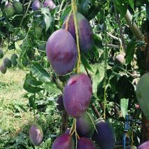Grafted Mango Palmer Live Fruit Tree 3’-4’ Feet Tall - £105.51 GBP