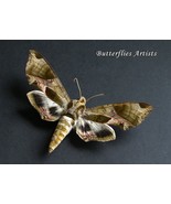 Pandora Sphinx Eumorpha Pandorus XL Moth Taxidermy Framed Entomology Sha... - $82.00