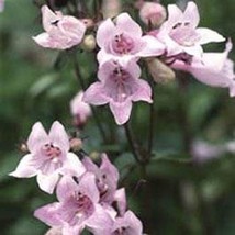 Penstemon Pink 50 Seeds - $5.98