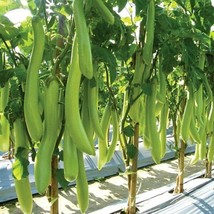 50 Seeds Louisiana Long Green Eggplant Plant Fast Heirloom Seeds Blossom - $8.35