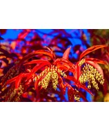 MBK Acer Negundo D W Boxelder Maple Tree Seeds Distinctive Leaves Fast Ship - $13.98