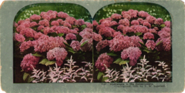 1899 T.W. Ingersoll Antique Stereoview Card Stereoscope Hydrangea - £6.88 GBP