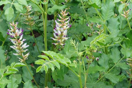 50 Licorice Seeds - Glycyrrhiza glabra - TCM Root Herb Perennial Flower ... - £6.22 GBP