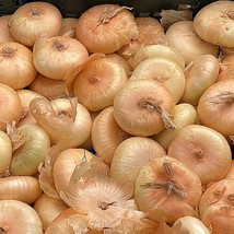 New Fresh Seeds Cipollini Onion Seeds 200 Vegetable Yellow Sweet Italian Cuisine - £3.44 GBP