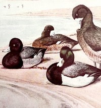 Scaups And Ring Necked Ducks Birds Print Fuertes 1917 Color Plate Art DWX7C - £24.04 GBP