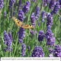 Lavender, Munstead Perennial Container Garden Medicinal Dried 100 Seeds Non-GMO - £9.67 GBP