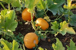 Small Sugar Pumpkin New England Pie Pumpkin Sugar Pie Fresh Fast Shipping - $3.78