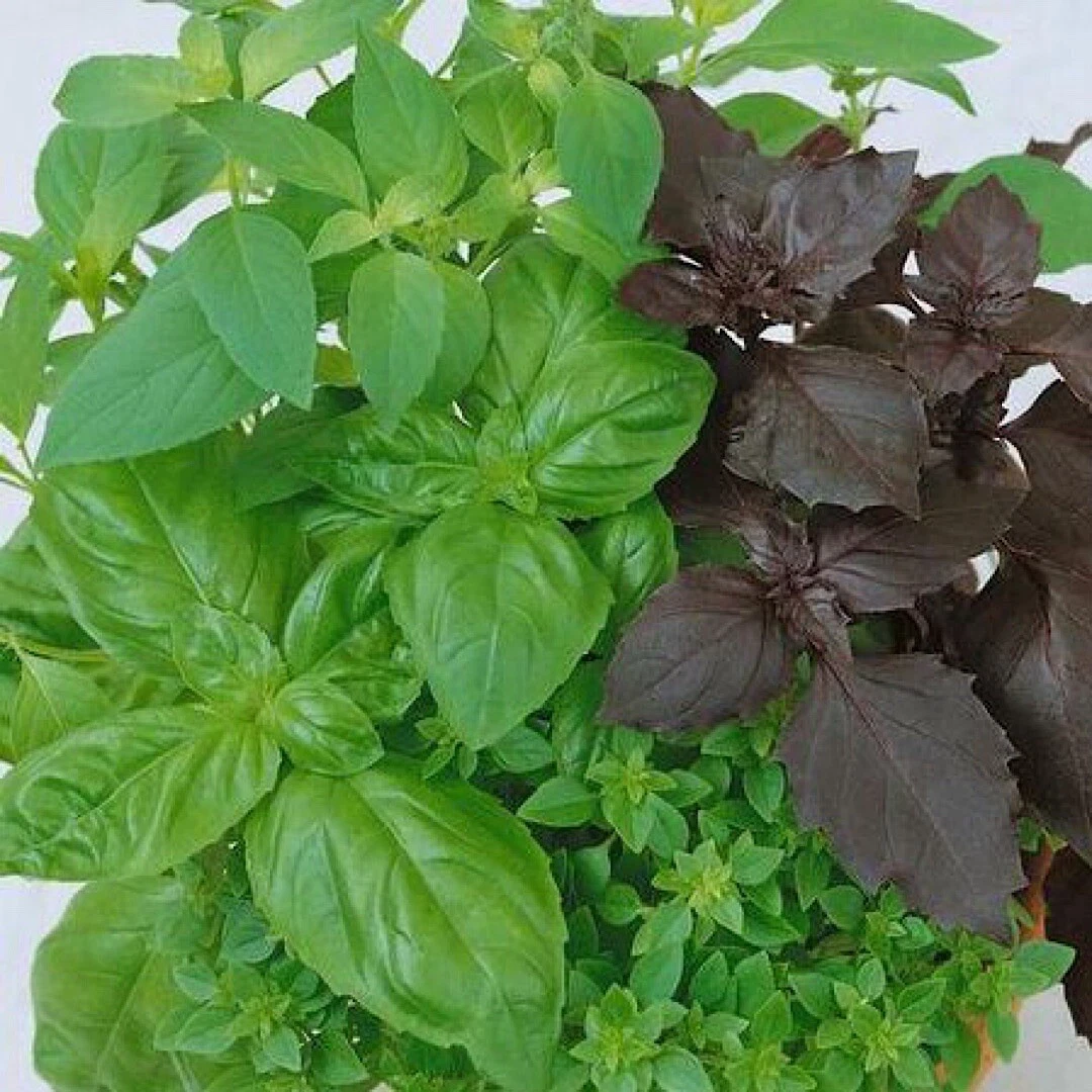 PSStore 250 Basil Mixed Culinary Blend Non-Gmo Heirloom Vegetable Seeds - $9.67