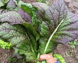 Red giant mustard thumb155 crop