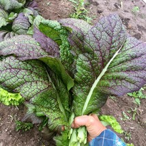 Red giant mustard thumb200