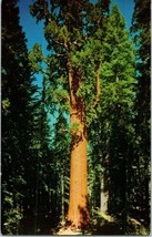 Fred Harvey Sequoia National Park Gen Sherman Tree Postcard - £6.97 GBP