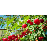 Sell 10 Early Richmond Cherry SeedsUS Seller - $11.50