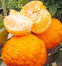 California only!! Gold Nugget Mandarin, 24-36 inches tall grafted plant - $171.00