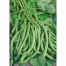 Beans, White Half Runner Beans,Non-Gmo, Heirloom, Organic, Amish Seeds - £8.17 GBP