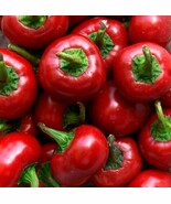 30 SEEDS RED CHERRY PEPPER PIMENTA HEIRLOOM BEAUTY FAST EASY HOME GARDEN PLANTIN - $8.35