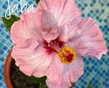 20 Peach Hibiscus Seeds Perennial Flower 90 % Germination Rate 23 - £4.67 GBP