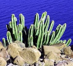 15 Seeds Cactus Lophocereus Whiskers Senitas Schottii The Most Showys Succulents - £15.56 GBP