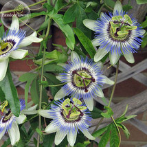 Passiflora Caerulea Blue Passion Fruit Climbing Flowers 20 Seeds Ornamental Dazz - £7.91 GBP