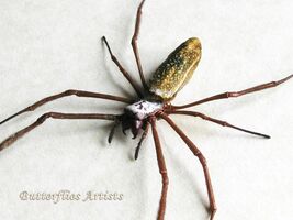 Real Golden Orb Weaver Spider Trichonephila Clavipes Framed Entomology S... - $78.99