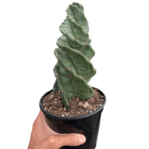 Cereus forbesii 'Spiralis'-6" Pot - $2,194.61 MXN