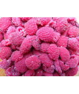 Thimbleberry (Rubus parviflorus) 1 Year Old Rooted Plant Raspberry - $28.00