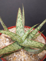 Aloe cultivar Shark God, exotic south africa rare succulent bonsai seed ... - $8.99