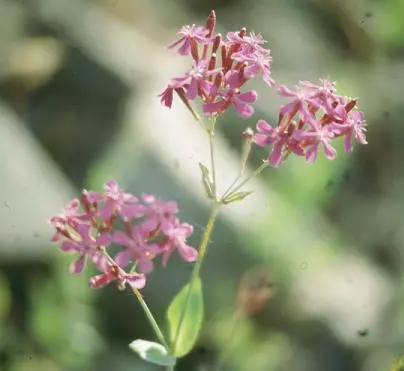 Silene armeria 5,000 seeds - £26.17 GBP