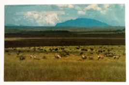 Pronghorn Antelope Grazing in West Texas Landscape TX UNP Postcard c1960s - £4.62 GBP