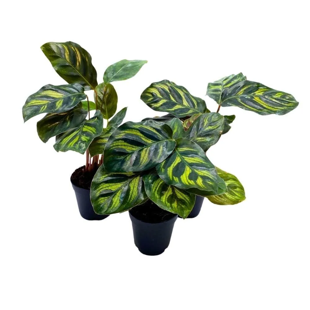 Calathea makoyana 2 in Set of 3 Peacock Prayer Plant Tiny Mini Pixie  - £47.39 GBP