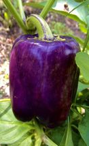 Sweet Lilac Bell Pepper Non Gmo 30 Seeds - £7.59 GBP
