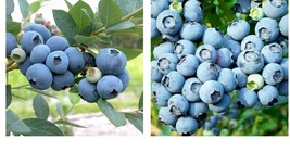 12-24&quot; Tall - Bluecrop Northern Highbush Blueberry Bush - 3 Year Old Liv... - £74.10 GBP