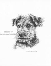 #237 WELSH TERRIER PUP dog portrait art print * Pen &amp; ink drawing by Jan... - $12.50
