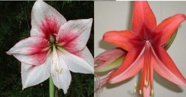 SR 15 Amaryllis seed Grandise Fantasy X Bogota dried, refrigerated Hippe... - $25.90