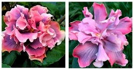 Starter Plant MARIANNE CHARLETON SMALL Rooted Tropical Hibiscus Ships Ba... - $64.99