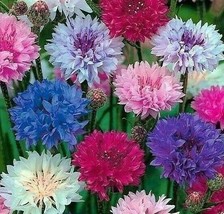 200 Seeds Dwarf Mix Cornflower Heirloom Seeds Quick To Bloom Garden Delights - $8.35