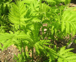 Simple Pack 1010 seed Herb Herb tansy tanacetum vulgare - £6.23 GBP