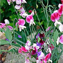 USA Seller Sweet Pea Flowers Painted Lady Seeds Fast Shipping - $14.24