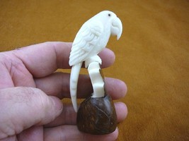 (TNE-BIR-PAR-308E) Parrot tropical bird TAGUA NUT figurine carving birds... - $25.23