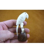 (TNE-BIR-PAR-308E) Parrot tropical bird TAGUA NUT figurine carving birds... - $480.36 MXN