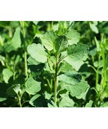 SDC 25 Papalo Yerba Porosa Summer Cilantro Bolivian Coriander Porophyllu... - $22.34 CAD