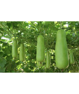 Indian Bottle Gourd Seeds 15+ HEIRLOOM Seeds NON-GMO 100% Organic Free S... - $5.51