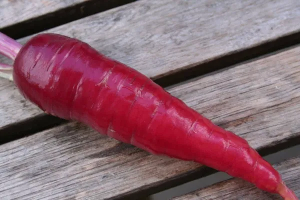 400 Cosmic Purple Carrot Daucus Carota Vegetable Seeds Fresh - £7.81 GBP